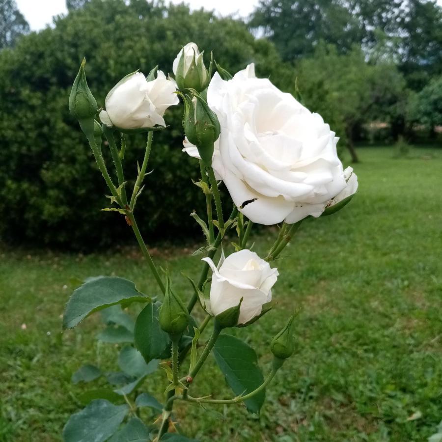 La Vie En Rose Bed and Breakfast Buia Εξωτερικό φωτογραφία